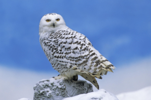 Snowy Owl9059011768 300x200 - Snowy Owl - Snowy
